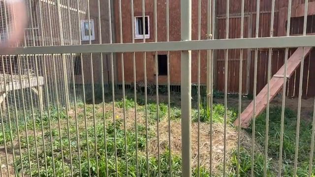 Открытие парка Львов "Земля прайда" / Выпуск Львов в саванну / Обязательно к просмотру с 35 минуты! смотреть онлайн