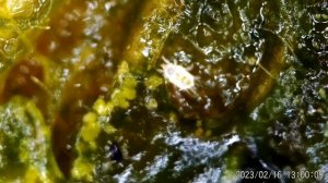 Гипоаспис - почвенный хищный клещ