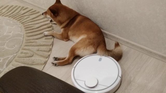 Собака боится робота-пылесоса смотреть онлайн