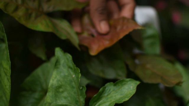 Fast Growing Indoor Plant, Syngonium/Arrow Head Plant Collections Care And Propagation In Malayalam