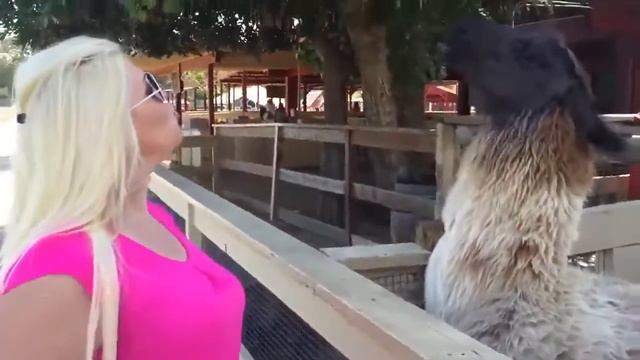 Блондинка и лама! смотреть онлайн