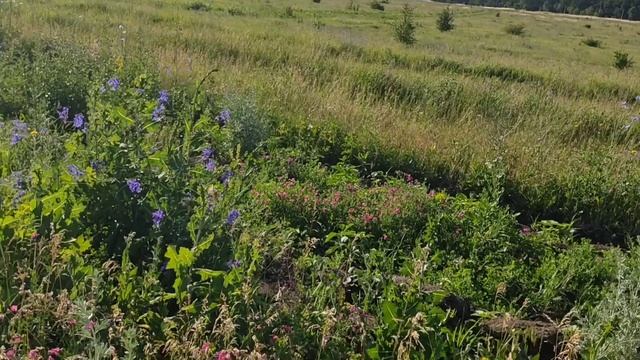 Новая ступень развития!!! Ягодное хозяйство на 3.8 га!!! смотреть онлайн