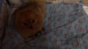 Как мы назвали малышей шпица, показываю их поближе