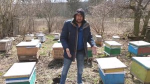 Что делать после зимовки из слабыми семьями пчел на пасеке Как нарастить слабако