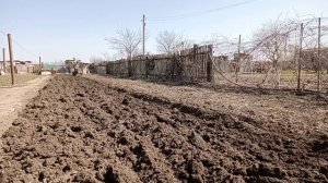 Вспашка плугом на мотоблоке Авангард 2022 год. ( Запахиваем сидерат).