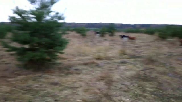 Содержание и кормление телят смотреть онлайн