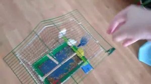 Купание волнистых попугаев. Как покупать птичек в клетке .