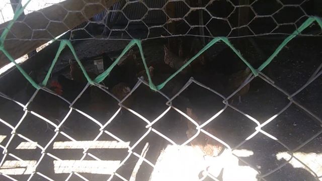 How Often To Feed Chickens? смотреть онлайн