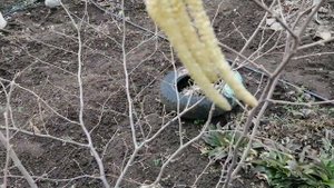 КИЗИЛ и ЛЕЩИНА, плодовые почки.