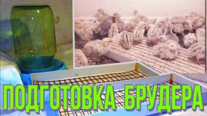 Подготовка брудера к заселению цыплят.