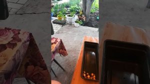 Как подготовить луковицы тюльпанов к осенней посадке