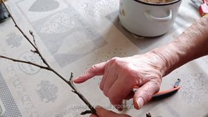 Яблоня.  Плохая обрезка на пенёк и хорошая обрезка на кольцо.