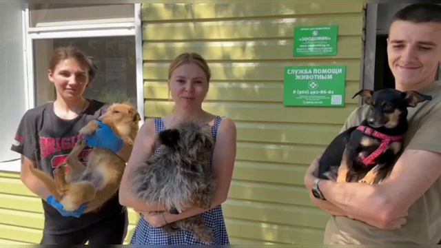 В Тихорецке пройдёт "собачий" день смотреть онлайн