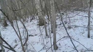 СХОДИЛ ЗА СОКОМ БЕРЁЗОВЫМ,ПРИШЛОСЬ СОСУЛЬКИ ЛОМАТЬ..mp4