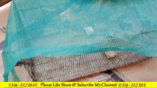 Java Breeding Setup Complete | Big Breeding Pots Given To Java | Java Best Matki Size| Zebra Finch. смотреть онлайн