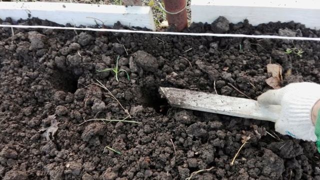 Посадка чеснока осенью смотреть онлайн