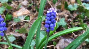 Blauwe druifjes (Muscari botryoides) - 2018-04-02