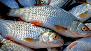 Самодельная насадка на мирную рыбу.