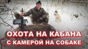 ОХОТА НА КАБАНА с лайками. АГРЕССИВНЫЙ кабан напал на собаку.