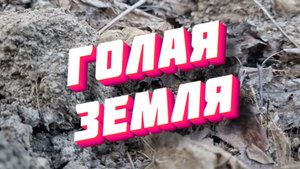 не оставляй землю голой, надо посеять сидераты, посадил дед репку а я горчицу
