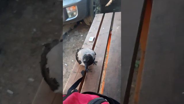 перекур