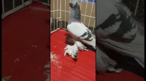БЕЛЫЕ ДВУХЧУБЫЕ. УДЫ. ЖУК. ГУЛЬБАДАМ. УЗБЕКСКИЕ ДВУХЧУБЫЕ ГОЛУБИ.