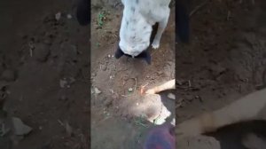 Как собаки хоронят своего мертвого друга?