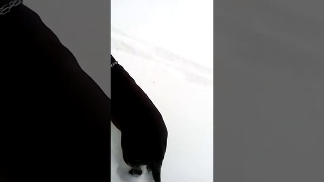 Лабрадор не узнал. смотреть онлайн