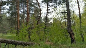 2 июня народный праздник Тимофеев день. Фалалей Огуречник. Народные приметы и традиции. Ритуалы .
