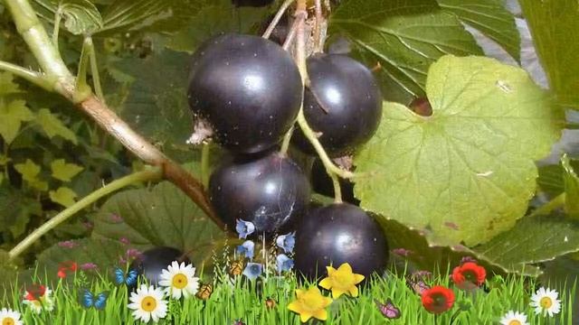 Смородина черная Бинар ? Обзор: посадка и уход. крупномеры смородины Бинар: описание и особенности смотреть онлайн