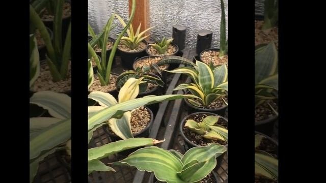 Сансевиерия. Моя коллекция.