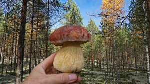 ГРИБНЫЕ ПОЛЯНЫ и белоснежные барханы! Красоты северных боров! Выезд с женой за белыми. Туман, осень