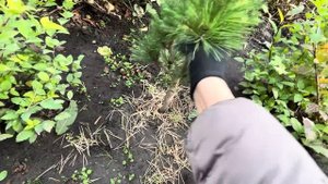 ПОЧЕМУ ВАЖНО ФОРМИРОВАТЬ МОЛОДЫЕ ХВОЙНЫЕ РАСТЕНИЯ? ПРИМЕР: ЕЛЬ “FROHBURG”, СОСНА “WATERERI”…