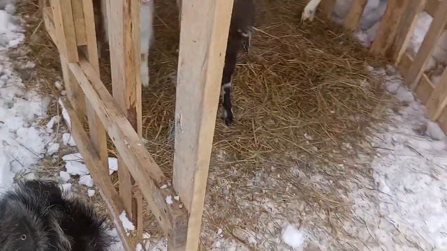 Месяц и 14 дней козлёнка. Щенок Бади пролез во двор, чтоб с ним познакомиться! смотреть онлайн