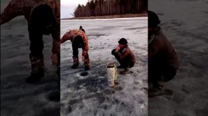 Братское водохранилище, дикий клев окуня.