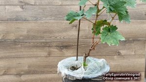 ? Лучший СПОСОБ ВЫРАЩИВАНИЯ саженцев ВИНОГРАДА . Обязательно ЭТО сделай в СЛЕДУЮЩЕМ ГОДУ.
