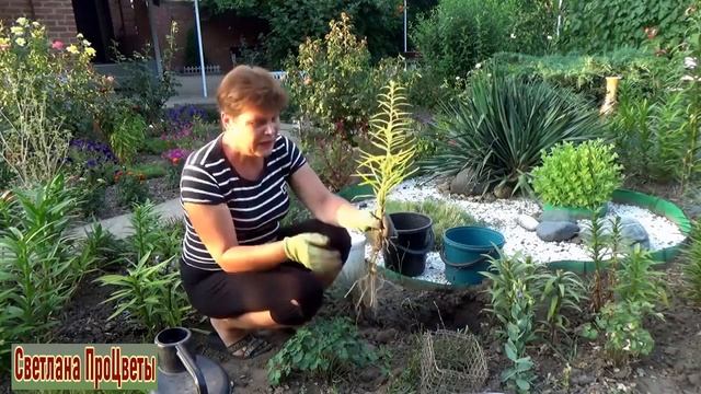 Как сажать лилии летом Нужна срочная пересадка Как это сделать смотреть онлайн
