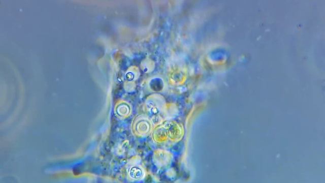Амеба Mayorella sp. 2000x \ Amoeba Mayorella sp. 2000x смотреть онлайн