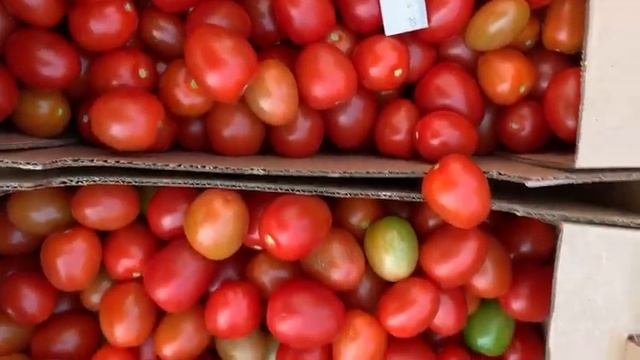 Помидоры сливка кругляк оптом с теплицы смотреть онлайн