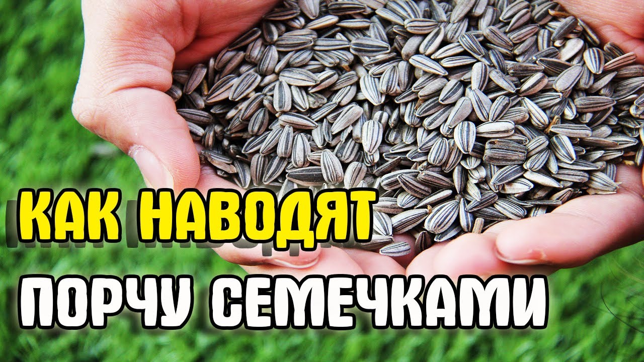 Как наводят порчу через подклад на семечки. Ритуал наведения порчи