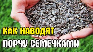 Как наводят порчу через подклад на семечки. Ритуал наведения порчи