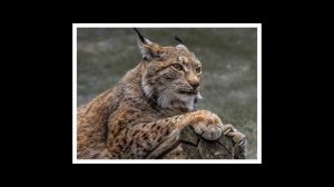 Редкие животные Красной Книги