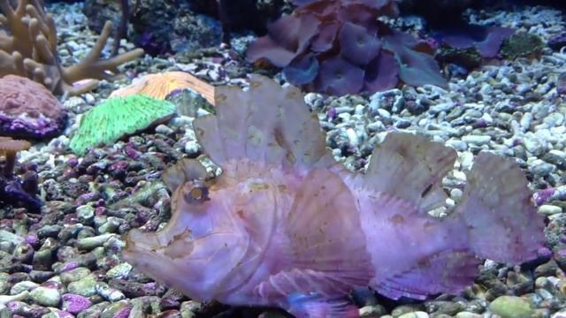 Аквариумные рыбы Зачем рыбам плавники? Animals & fish смотреть онлайн