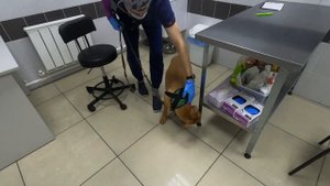 Питбуль Кими у ветеринара