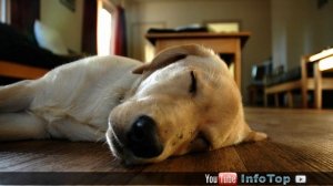 Важные факты о поведении собак