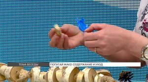 Попугаи Жако: как за ними ухаживать?