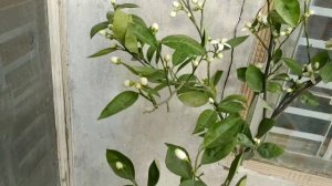 Orange tree with newly flowers in Quetta.