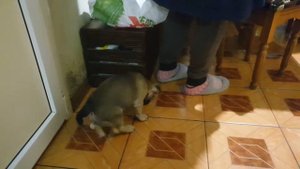 Как себя ведёт щенок французского бульдога?