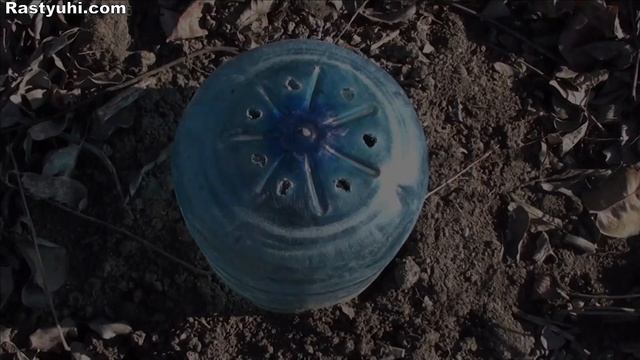 Барбарисы: посадка, уход и болезни. смотреть онлайн