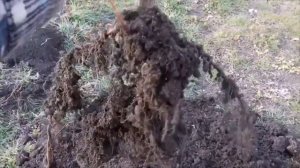 Фундук Трапезунд.Посадка саженца.